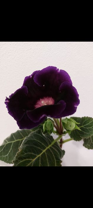 Глоксинія укорінені листки