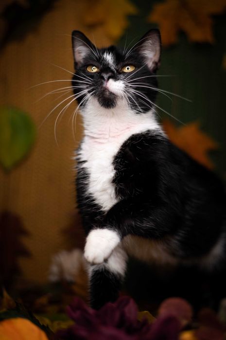 LEOŚ kocur do adopcji