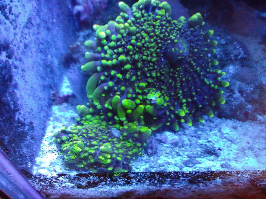 Akwarium morskie z całym życiem i osprzętem # koral # koralowce # ryby