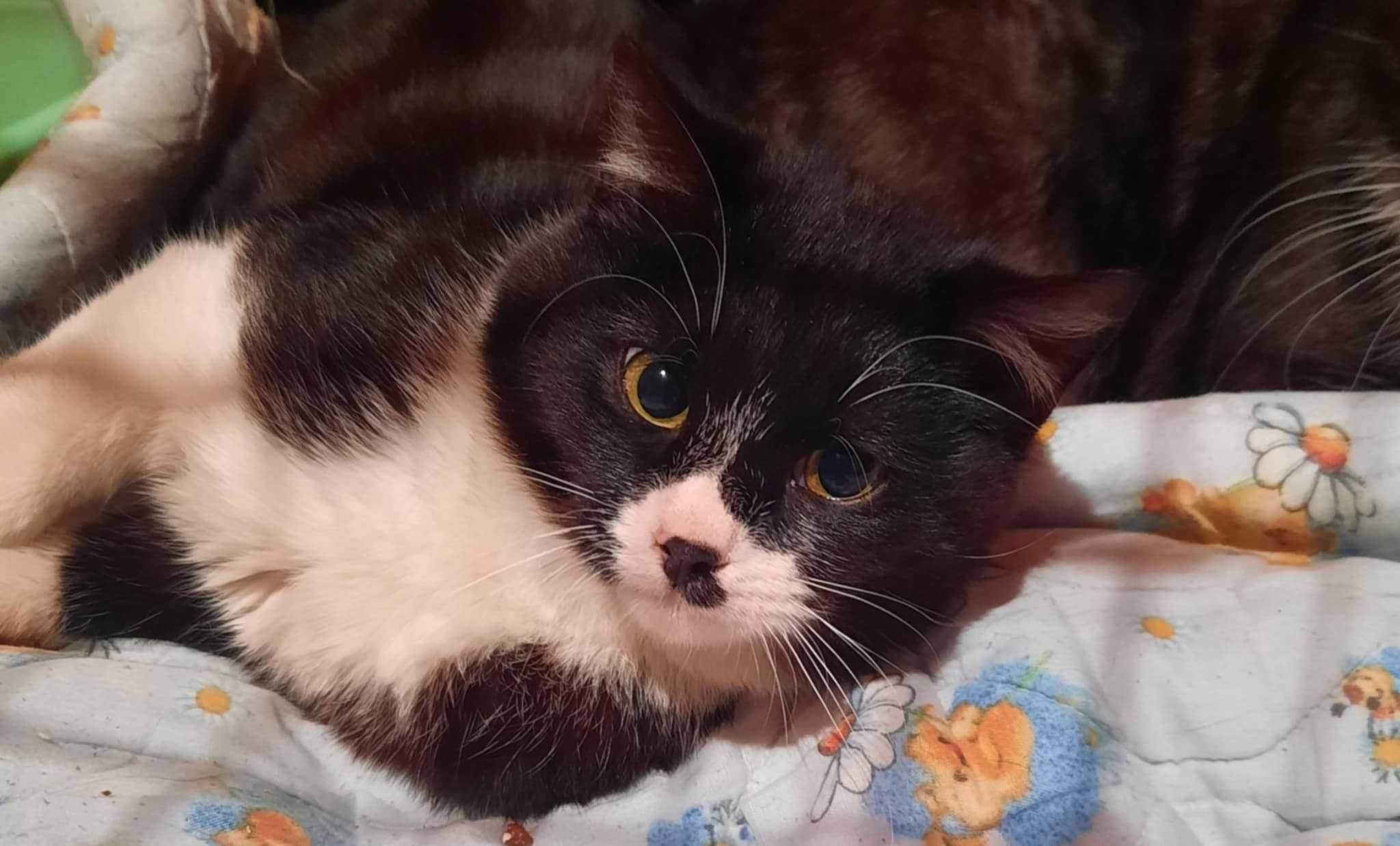 kotek Odryn elegancki z  łatką do adopcji