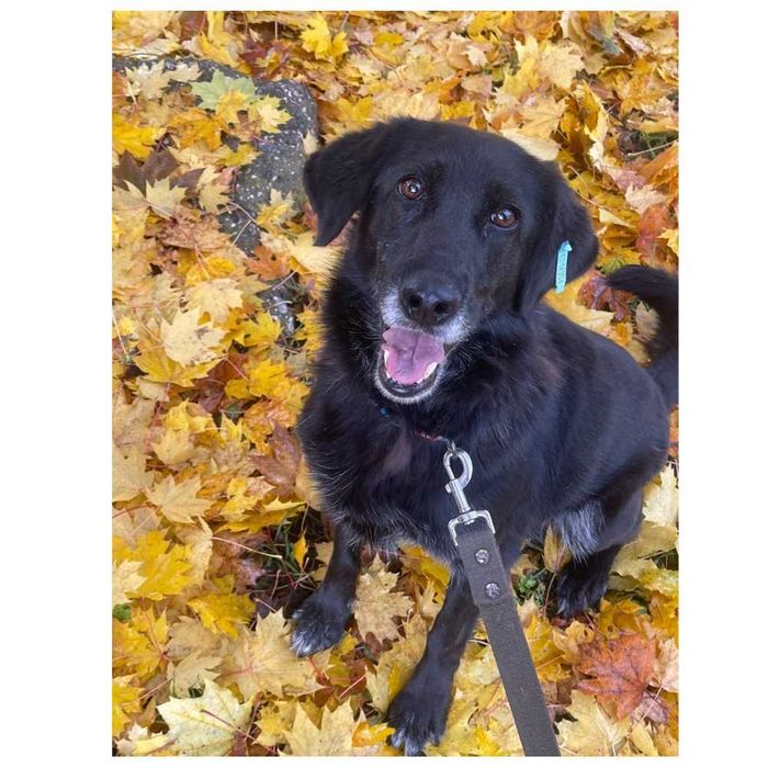 Активная собака в добрые руки