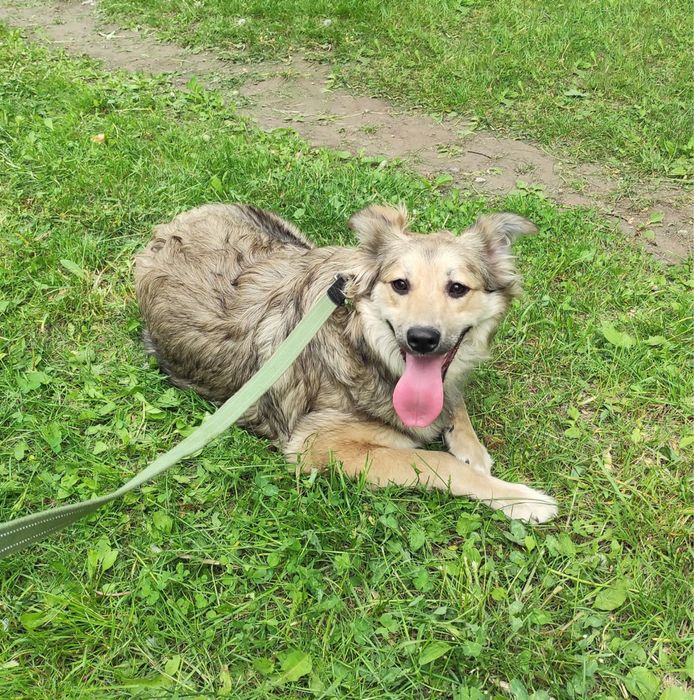 Допоможіть мені знайти прихісток!