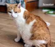 Scooter poleca się do adopcji !