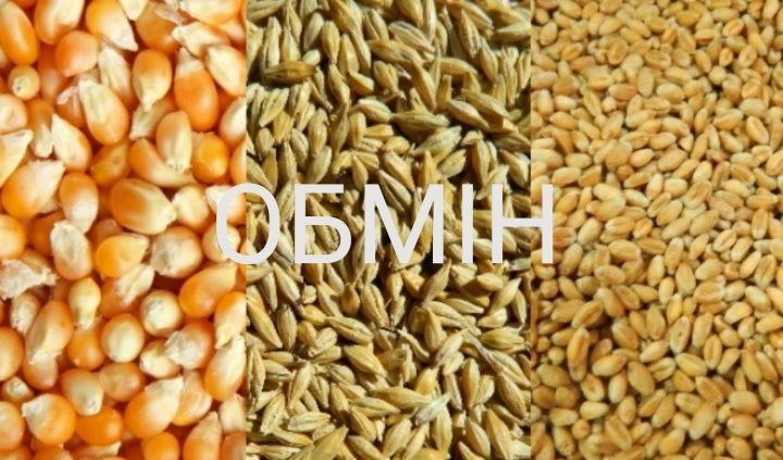Ячмінь на кукурудзу або пшеницю.