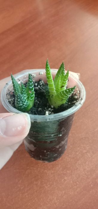 Обмен растениями. Хавортия, хлорофитум, гиппеаструм, рождественик