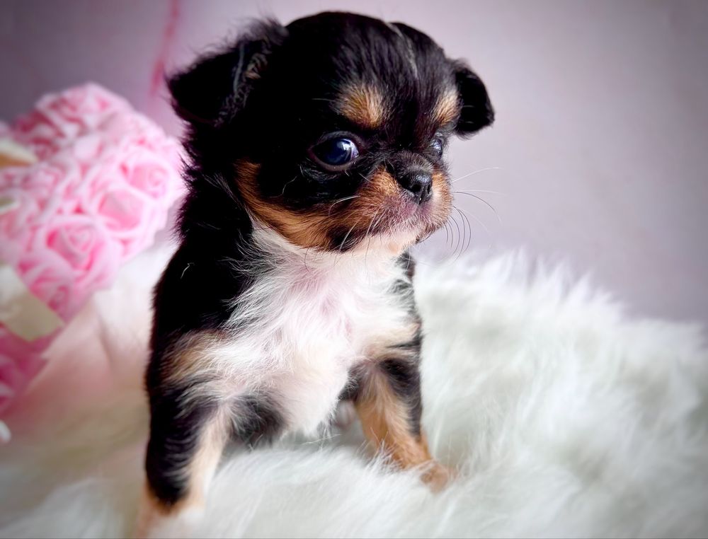 ***Śliczna długowłosa dziewczynka chihuahua tri color***