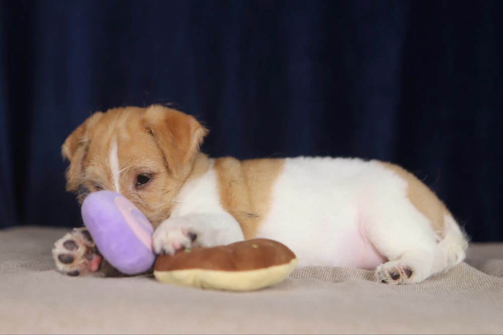 Piesek Jack Russell terrier ZKWP/FCI szorstkowlosy