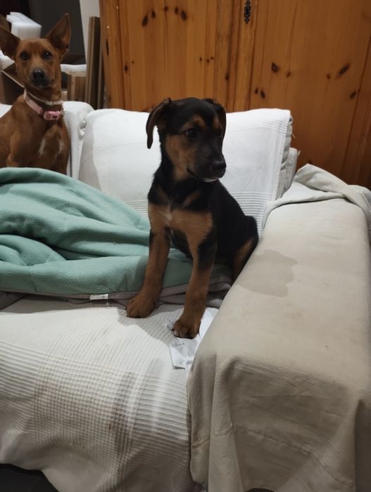 Cães bebé para adopção responsavel