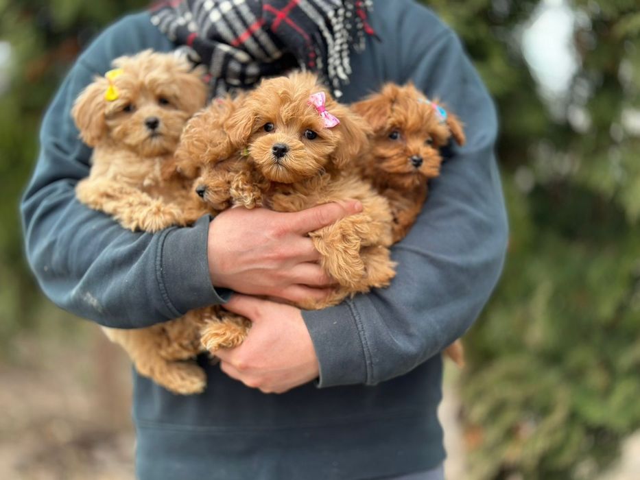 Красивий букет з цуценят мальтіпу. Мальтипу *