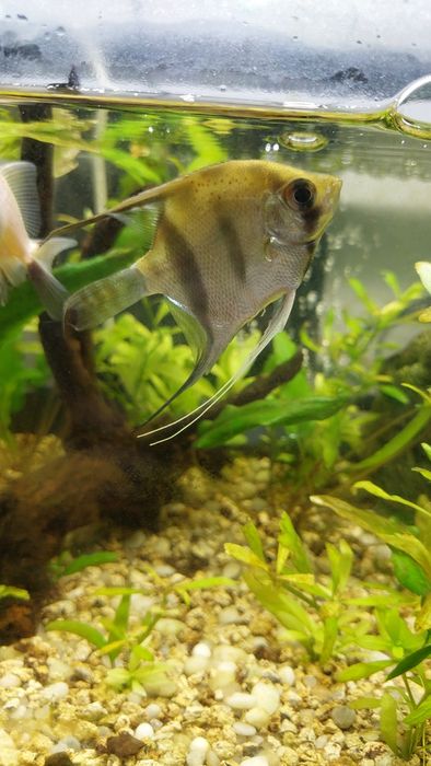 3 escalares (acará-bandeira)