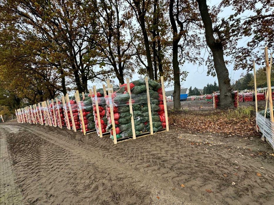 Jodła kaukaska w donicy 130-170 cm