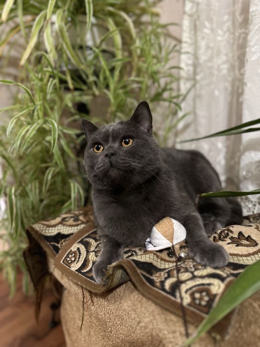 Котик британець короткошерстий