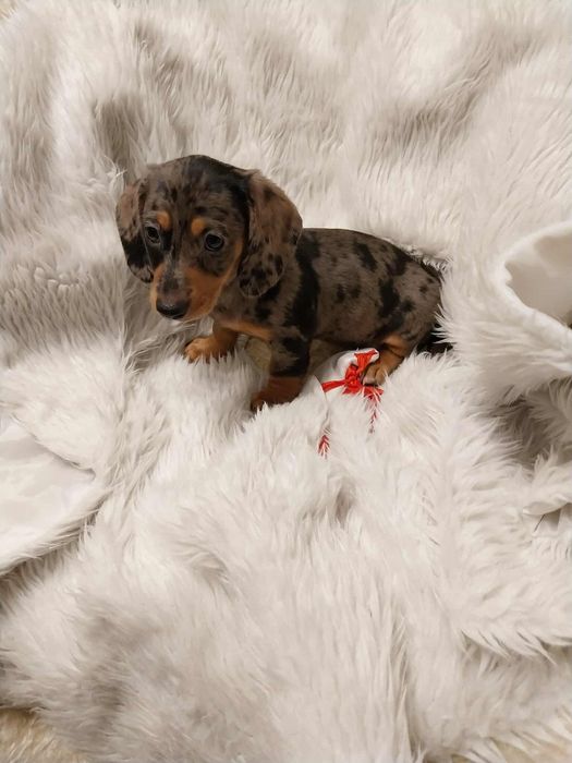 Jamnik suczka merle !