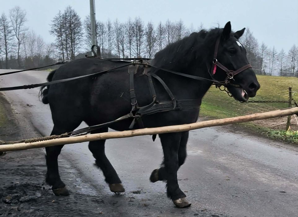 Sprzedam klacz kara PKZ