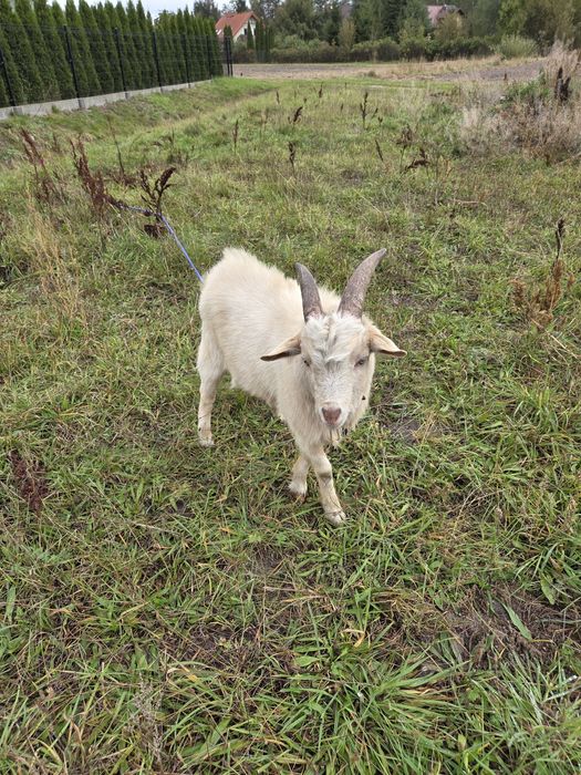 Sprzedam koziołki miniaturki