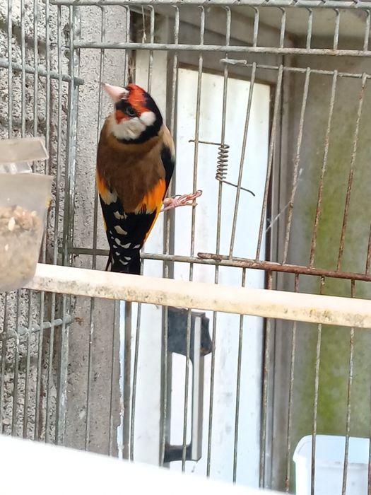 Canários deste  ano