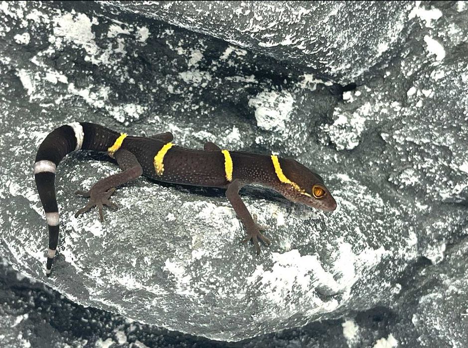 Gekon lamparci chiński chińskie gekony lamparcie Wrocław