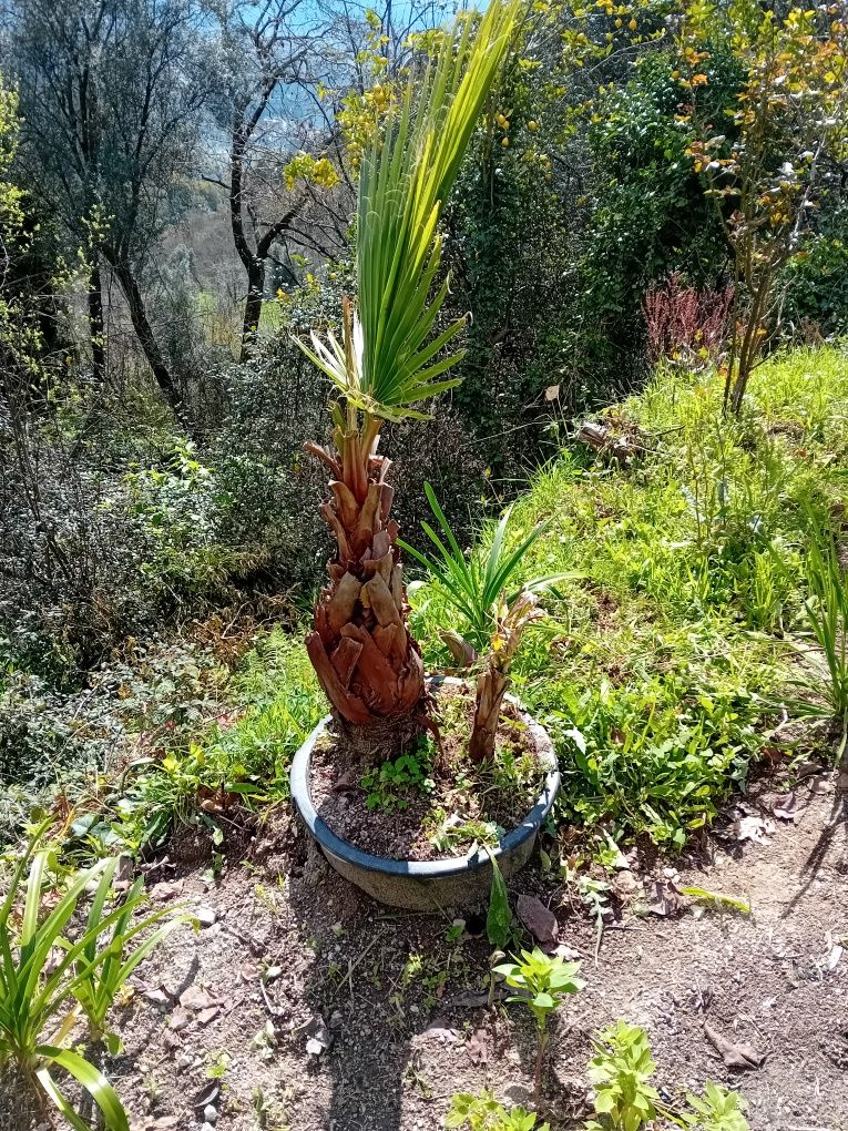 Palmeira jardim 2 arvores juntas