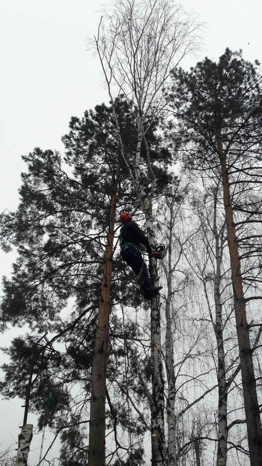 Видалення аварійних дерев Благоустрій Демонтаж