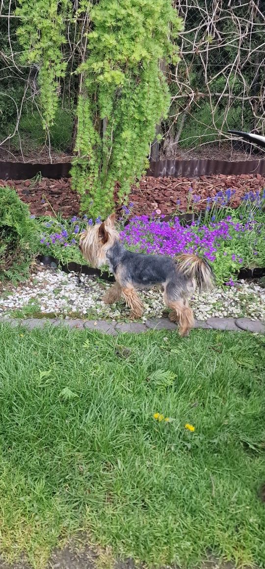 YORK z rodowodem,  Yorkshire terrier