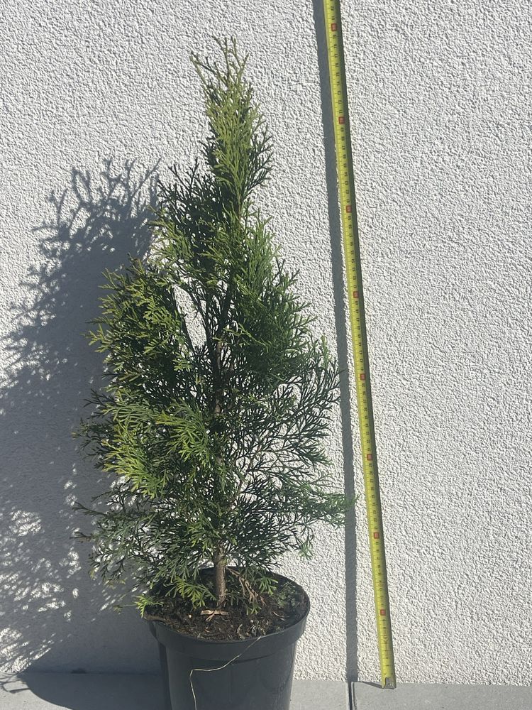 Thuja szmaragd C3