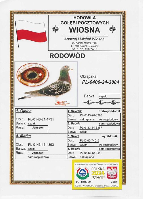 Młode Para 72 Oryg. A.M Wiosna Inbred Starego Szpaka gołębie pocztowe