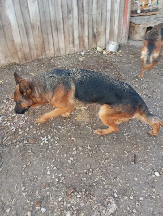 Німецька вівчарка