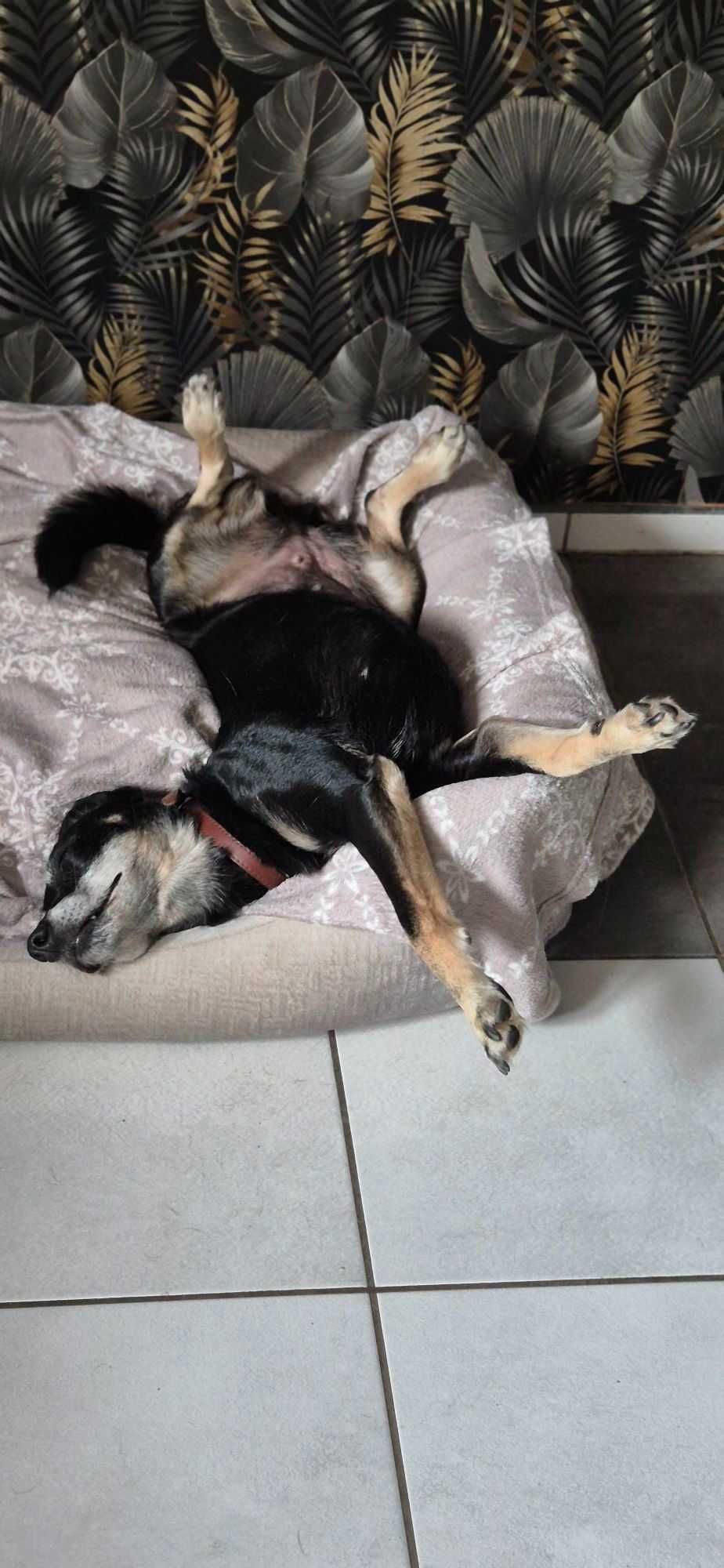 Suczka około 6 lat