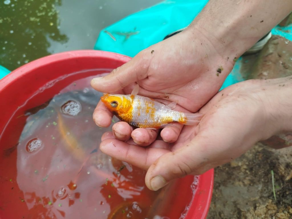 Karp koi karaś kolorowy karaś zwykły