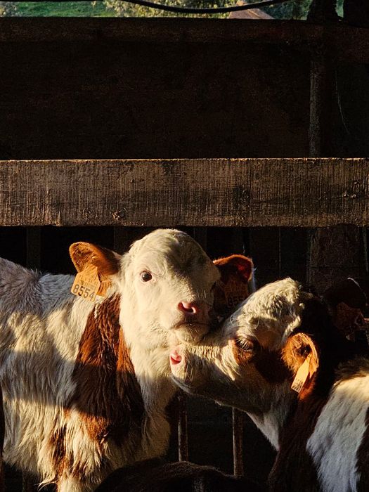 Vendo vitelos raça Frísia e cruzados