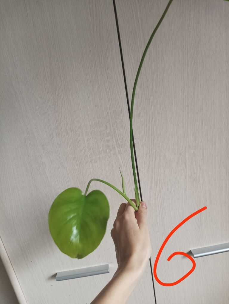 Monstera Deliciosa 3 listna