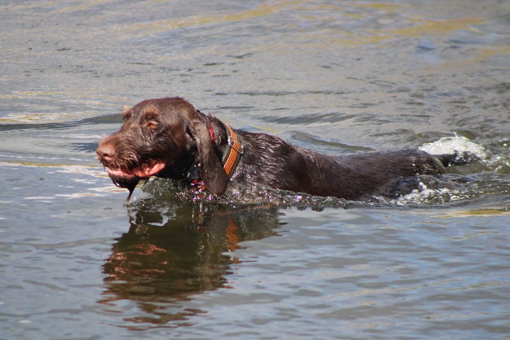 Wyżeł niemiecki szorstkowłosy