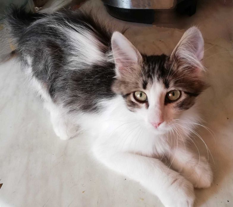 Чудесный котенок мальчик возраст около 3,5 мес ищет дом!