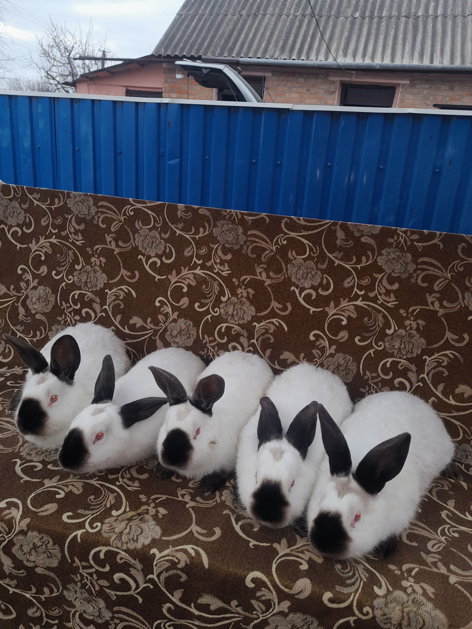 Продам кроликів Каліфорнії