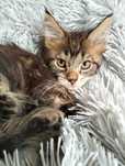 Śliczna kotka Maine coon