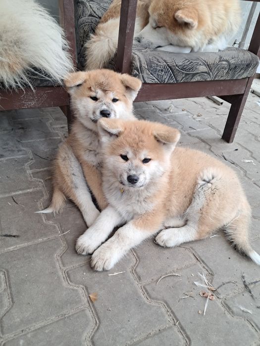 Акіта -іну хлопчики та дівчатка