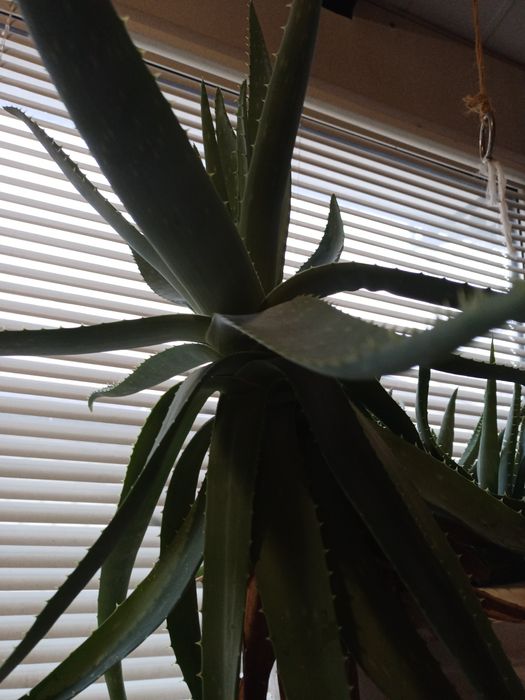 Лечебный Алоэ  8 лет.