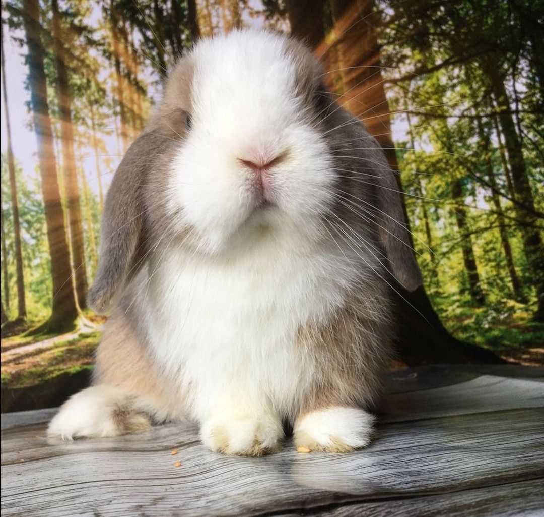 KIT Coelhos anões orelhudos, mini lop super inteligentes e dóceis