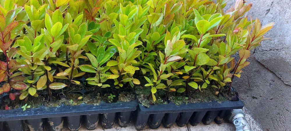 Medronheiros 2€ Unidade! ULTIMOS!