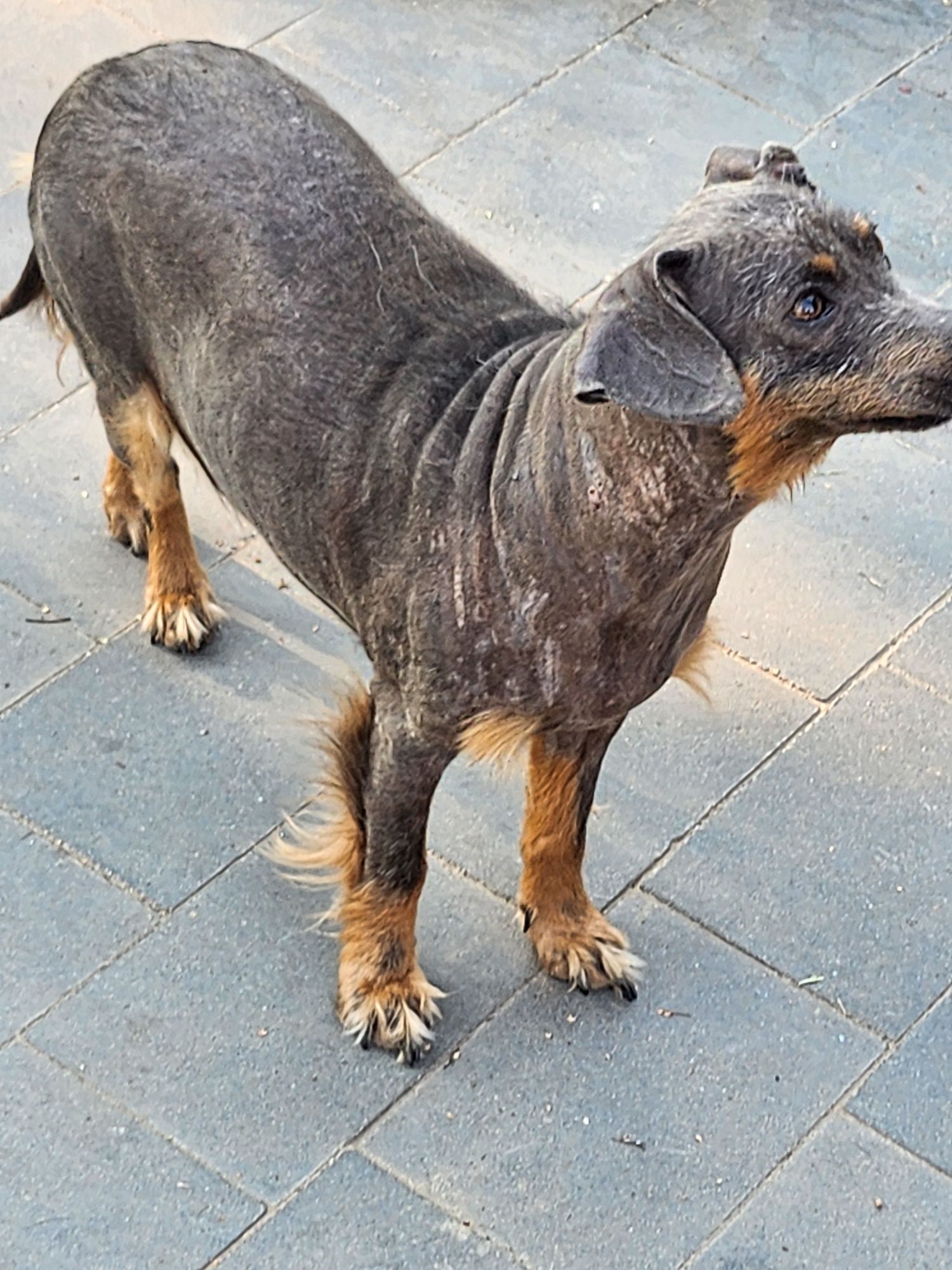 Kiwi ,terier bezwłosy.