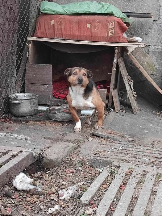 Misiek 11 letni szuka domku