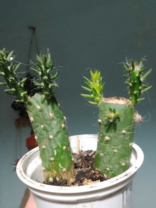 Пеперомія, 
опунції, красула корал -сукуленти