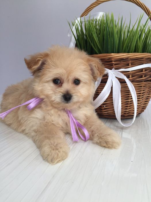 Помапу неймовірні дівчатка