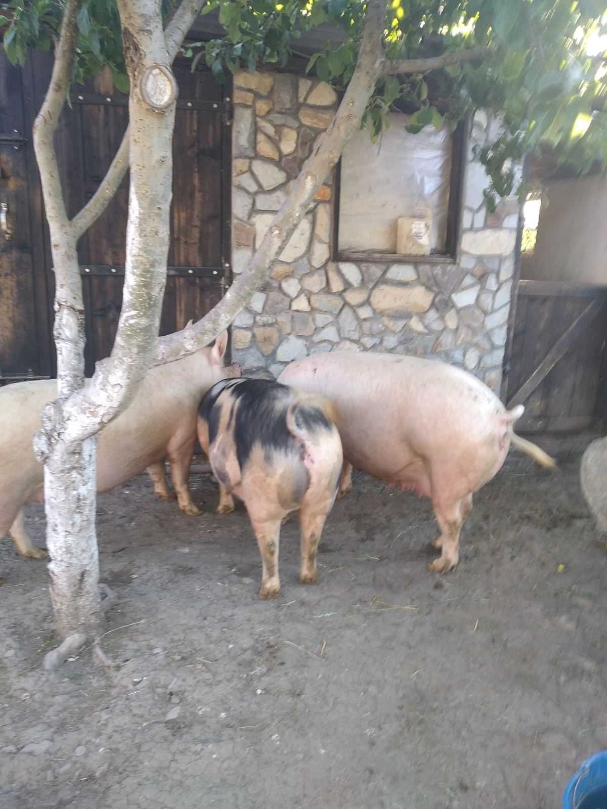 Продам порослі свиноматки
