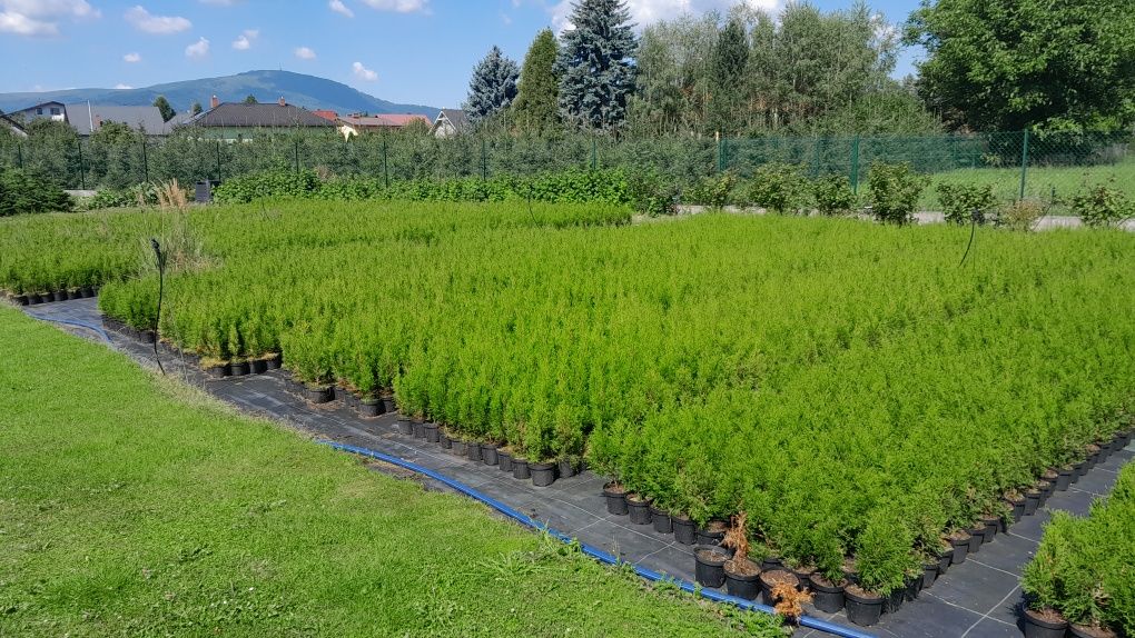 Tuja thuja szmaragd wys 60-80cm