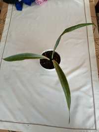 sansevieria metallica Silver Siam sansewieria srebrna