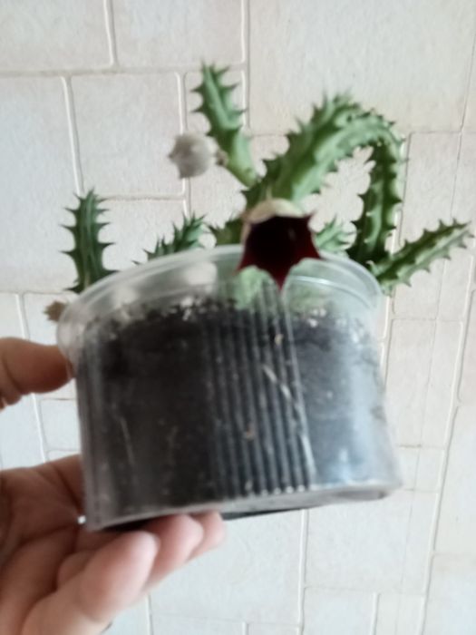 Хавортия лимифолия, блоссфельда- сукуленты. Алоэ остистое, гуэрния.