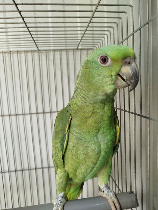 Amazonas auropalliata