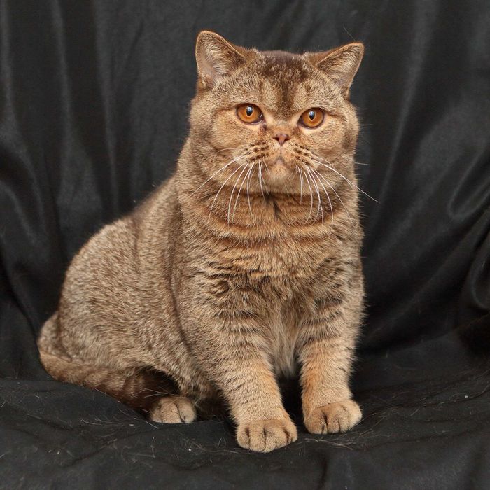 Брутальний, кремезний британець для поціновувачів породи