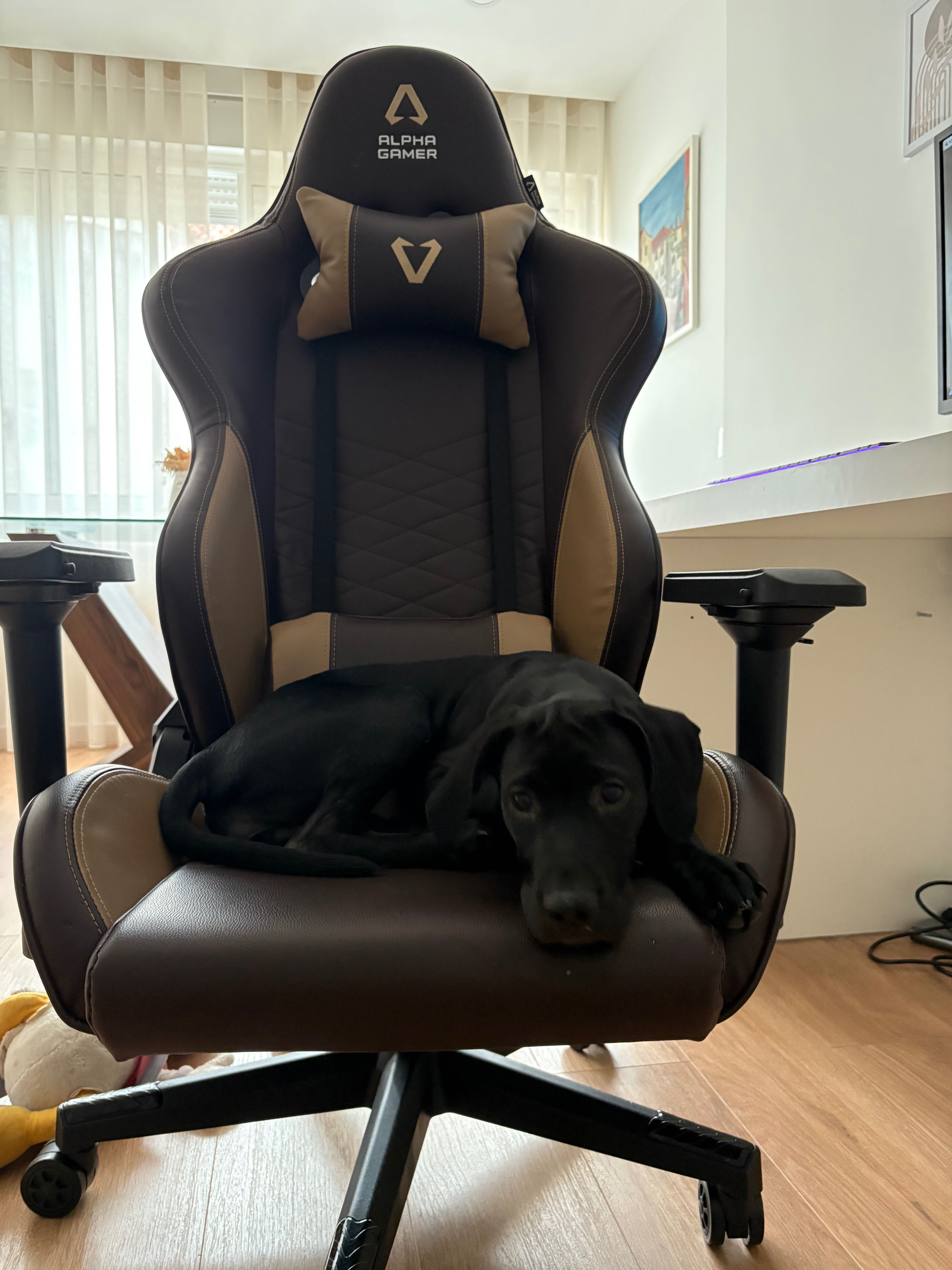 Doação responsável labradora com 4 meses